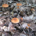 Marasmius siccus fulvoferrugineus 'Orange Pinwheel Marasmius' 